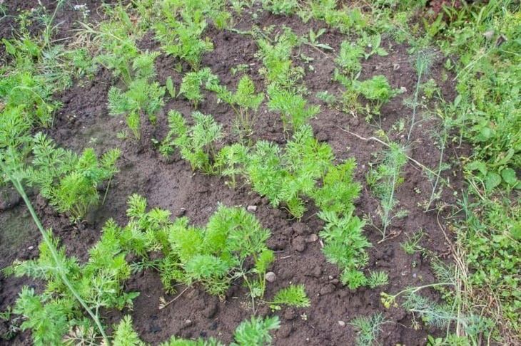 Морковь взойдет за считанные дни: необычный способ посева с помощью киселя — подходит и для других мелких семян