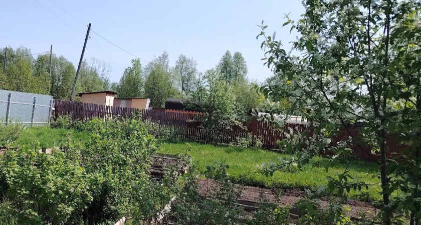 Раскидала 1 пачку копеечной крупы по грядкам и почва как чернозем - дорогой навоз в пролете