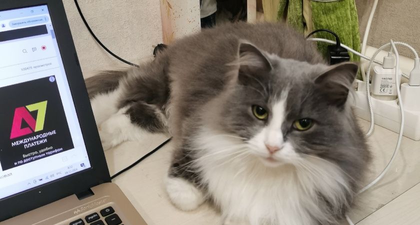 Не травите этим кошек: эксперты Роскачества выявили самые худшие бренды корма для питомцев