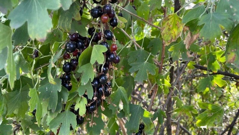 Не мусор, а золото: 3 горсти под куст — смородина растет крупнее черешни и слаще сахара