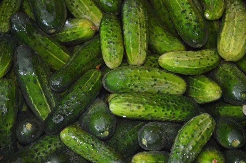 Огурцы дуреют от такой подкормки: старый рецепт – а урожай как в промышленных теплицах
