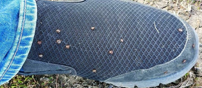Клещи погибают молниеносно: недорогое средство защищает лучше всех покупных аэрозолей