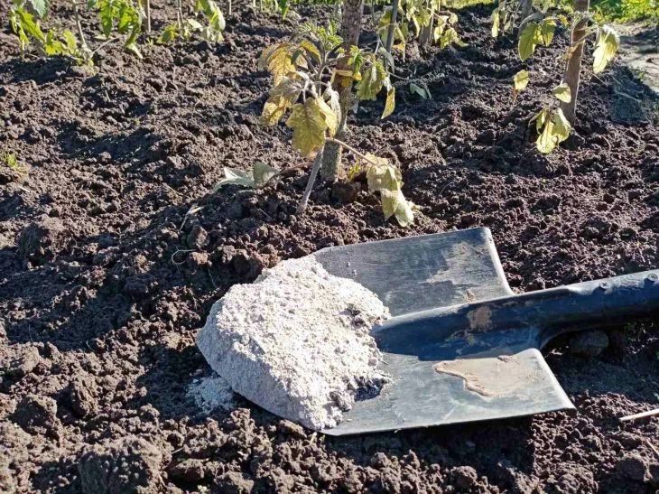 Не удобрение, а яд: какие популярные культуры категорически запрещено подкармливать золой