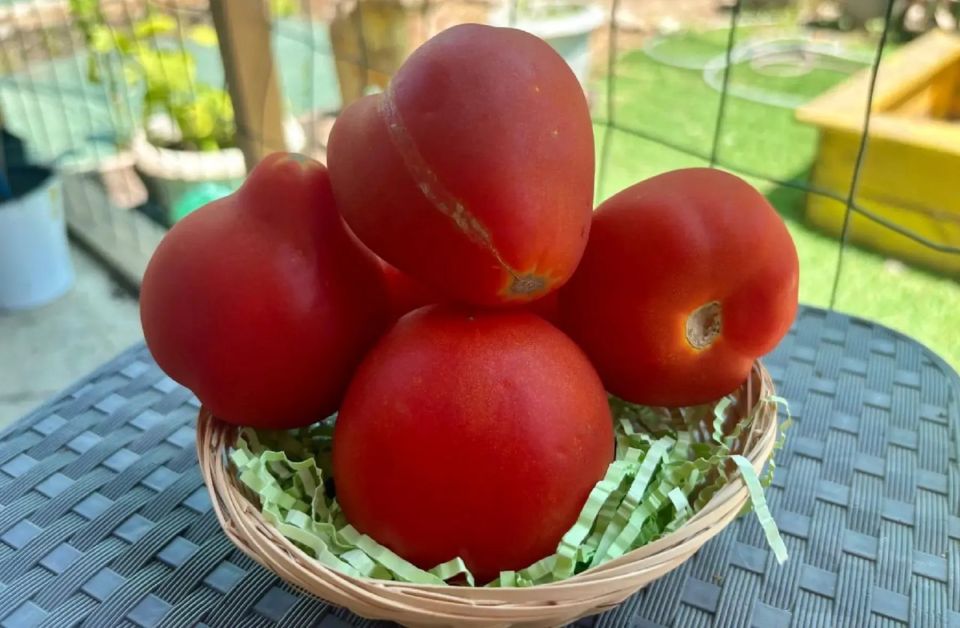 Выбрать вкусные и полезные помидоры — легко: в Роспотребнадзоре рассказали, как отличить идеальный томат от дряни