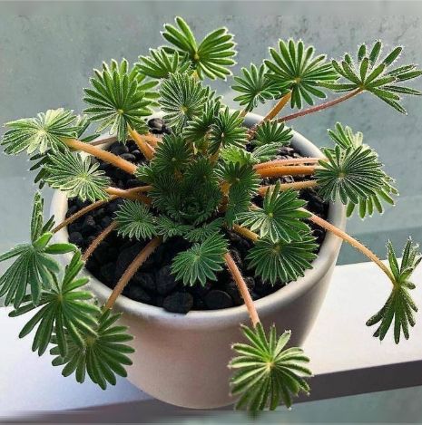   Oxalis Palmifrons:     