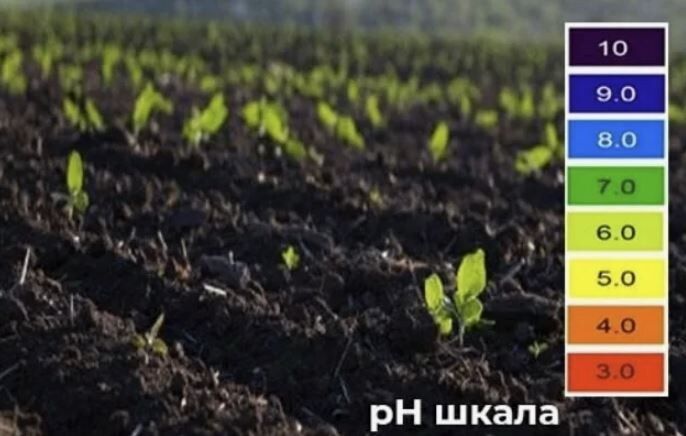      :   pH  