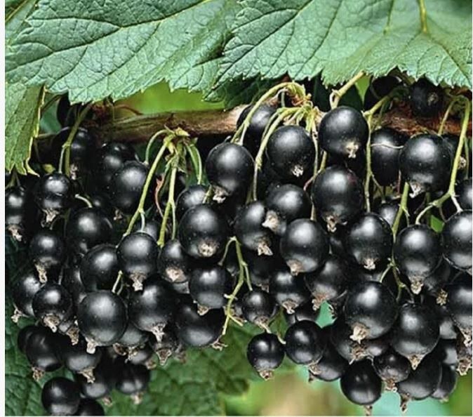 Золотистая смородина: уникальный сорт с неповторимым вкусом и лёгким уходом