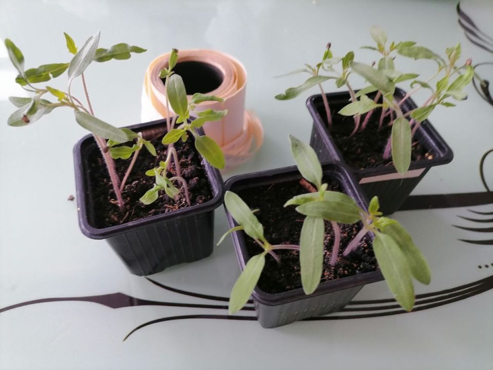 Как успешно вырастить томаты: секреты пикировки и садоводства