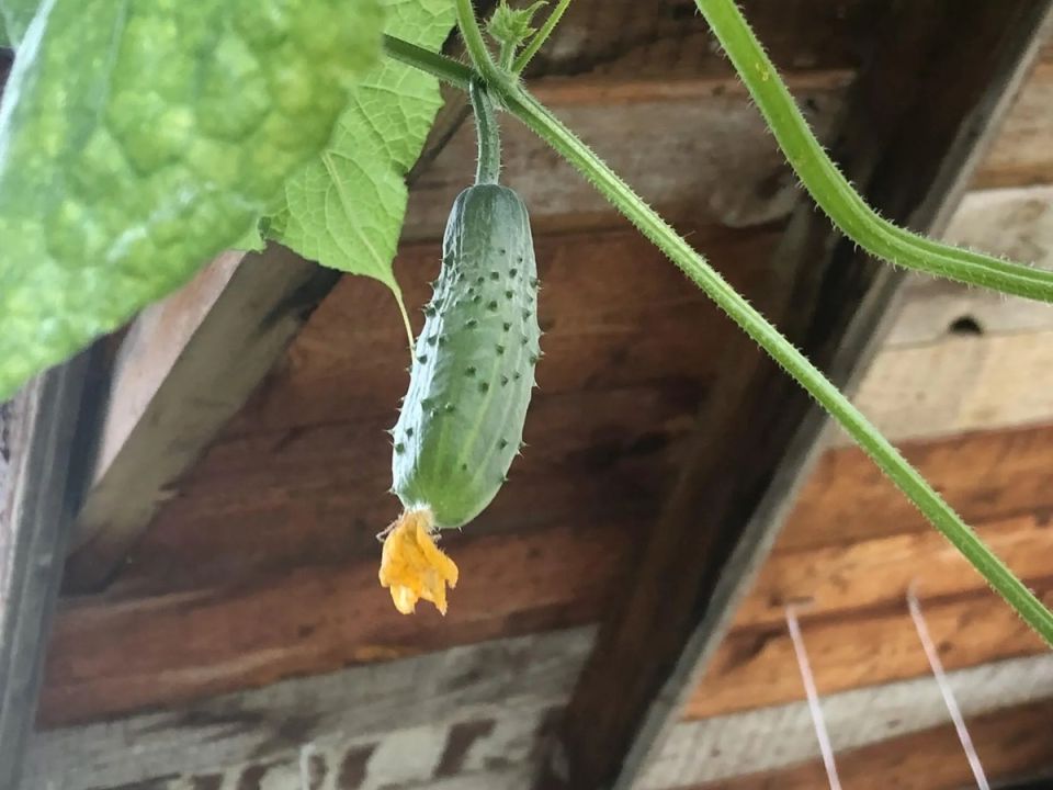 Идеальный союз для обильного урожая