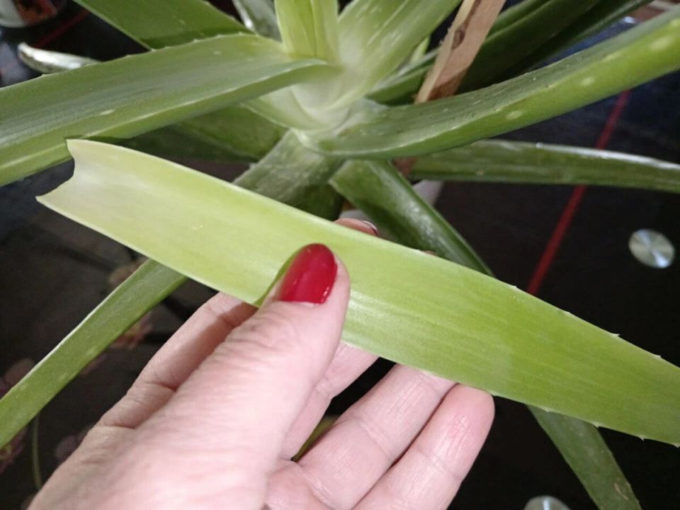 Как подготовить семена перца и баклажанов с помощью сока алоэ