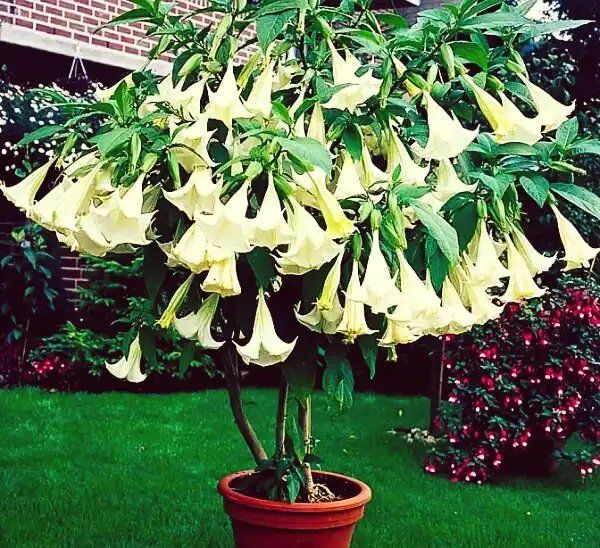 Как бругмансия преобразит вашу квартиру в тропический оазис