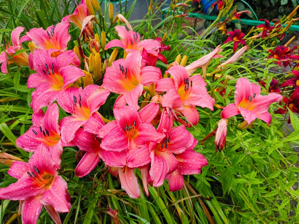 Зимние хлопоты: советы по подготовке сада к морозам