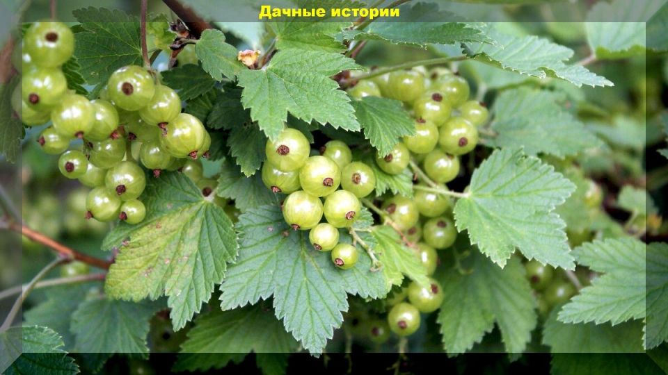 Как ухаживать за смородиной после цветения: секреты плодородия и защиты от вредителей
