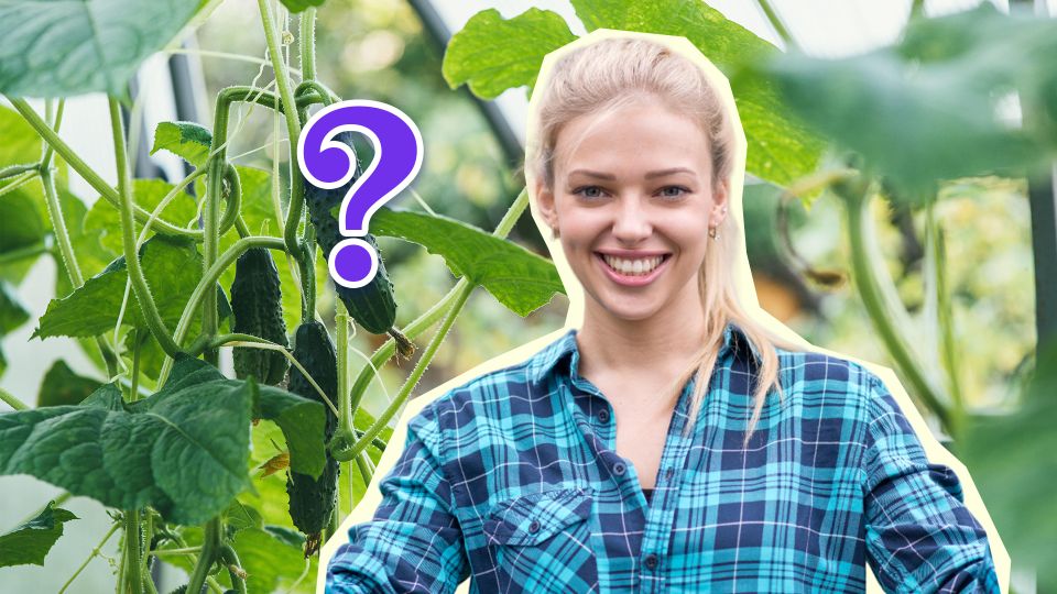 Огурцы будете снимать ведрами и раздавать соседям: вот какая подкормка поможет