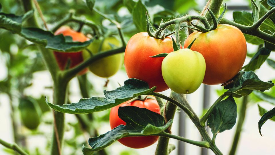 Томаты в теплицу высаживайте в особый период: благоприятные дни уже начались