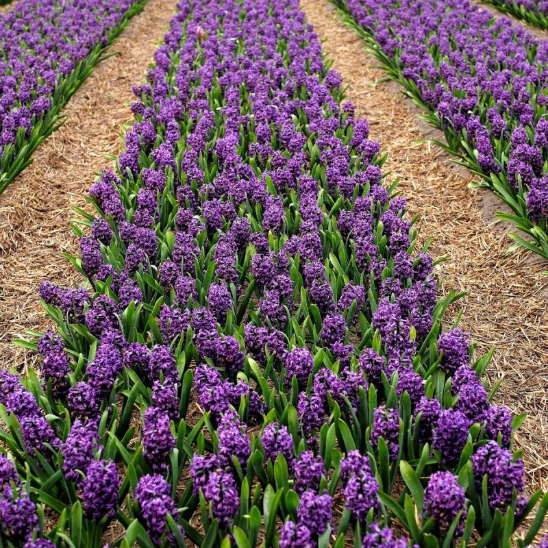 Как сохранить гиацинт до весны: секреты ухода и подготовки к зиме