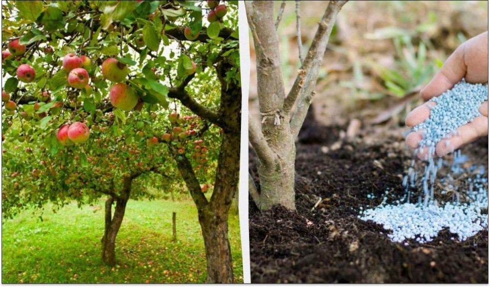 Как правильно подготовить яблони к зиме для максимального урожая в следующем году