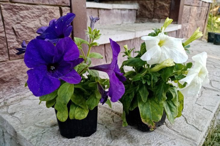 Как сохранить почву цветов надолго влажной: хитрость хозяек