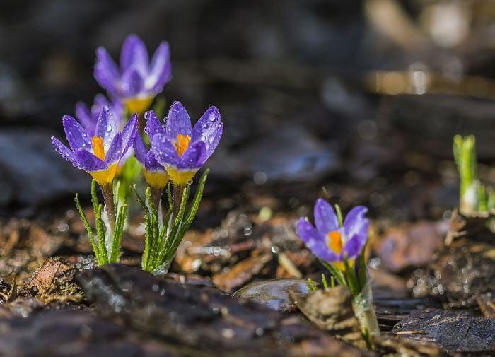 Весенние предвестники: как первоцветы оживляют природу после зимы