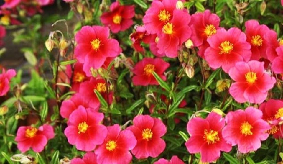 Цветы для вашего сада: лучшие культуры для посева в июне