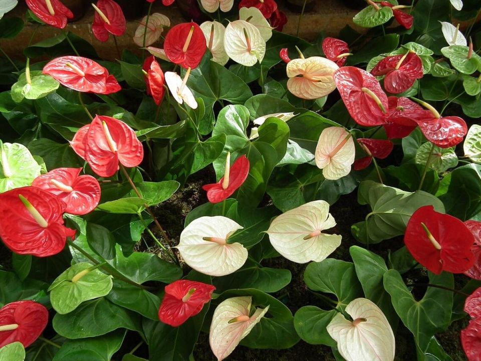 Клонированные растения: стабильность и неожиданные открытия