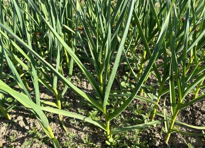 Чеснок в июне: секреты успешного роста