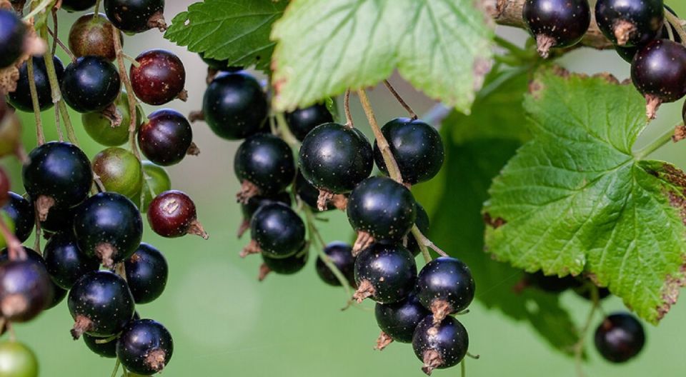 Плодородие под контролем: секреты ухода за черной смородиной