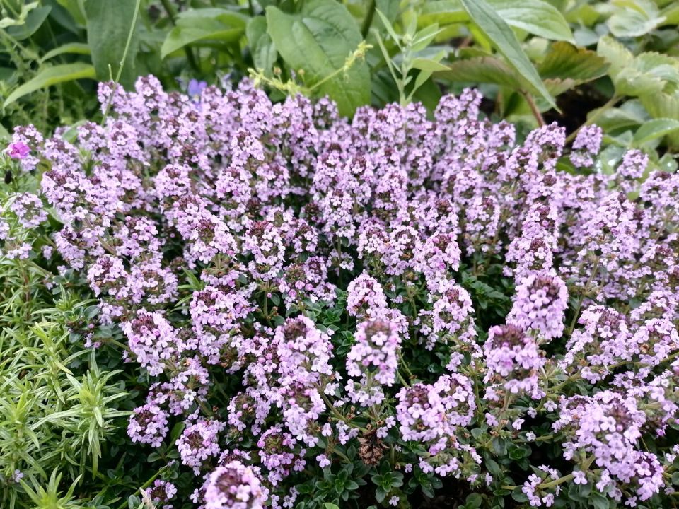 Тимьян: волшебный пряный мир ароматов и полезных свойств