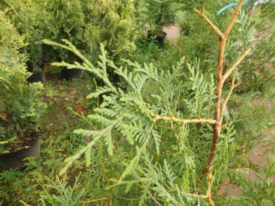 Секреты зимнего черенкования хвойных