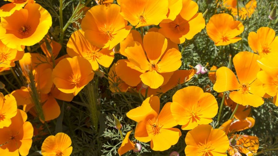 Как создать цветущий оазис: подзимний посев цветов без лишних хлопот