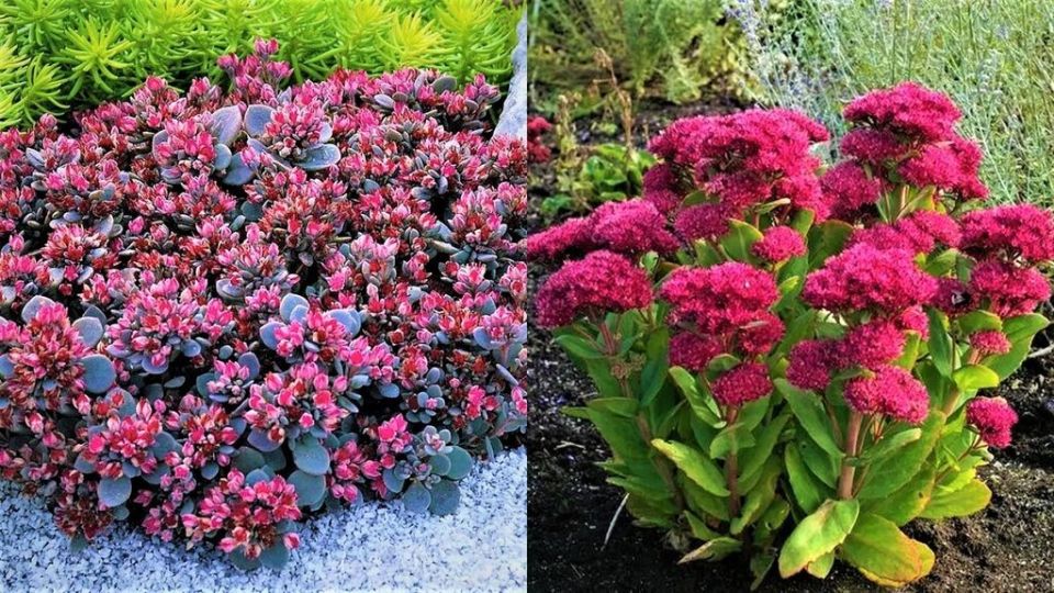 Устойчивые многолетники для простого ухода