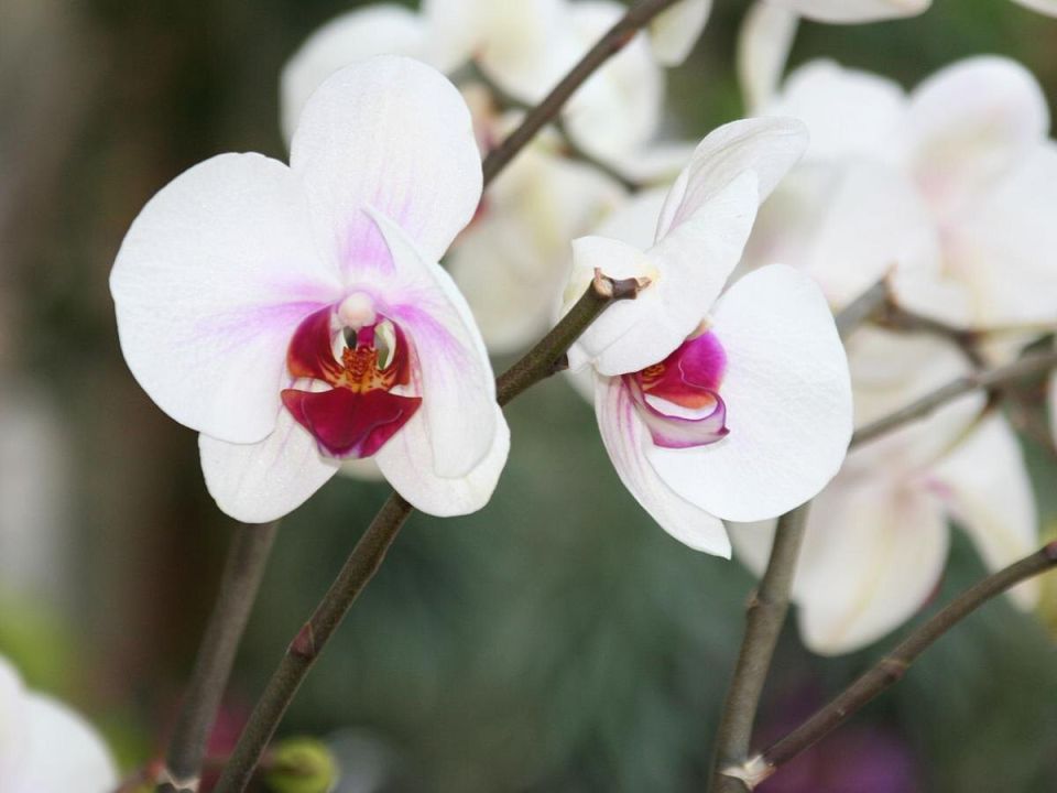 Уход за орхидеей после цветения: секреты обрезки