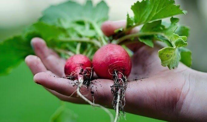 Ошибки при выращивании редиски: как добиться сочных и крупных корнеплодов