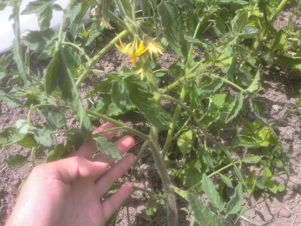 Готовимся к посеву томатов: выбираем лучшие детерминантные сорта