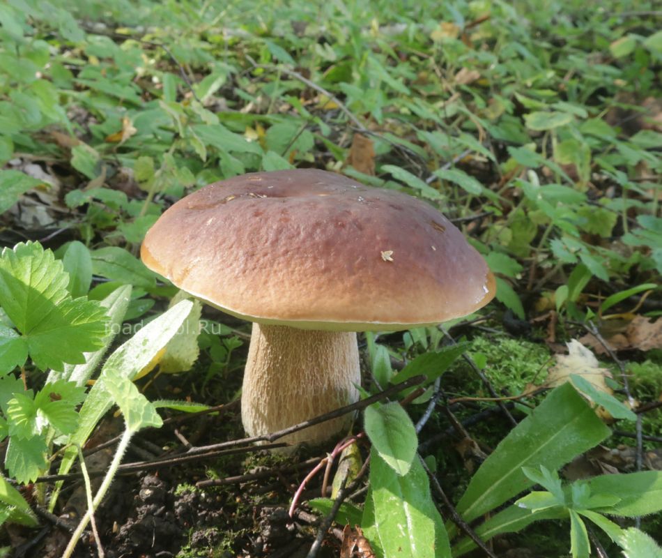 Летний груздь: радость и печаль под грибным небом