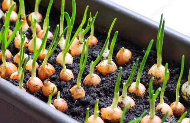 Топ-3 способа вырастить идеальный лук на зелень зимой: секреты и советы