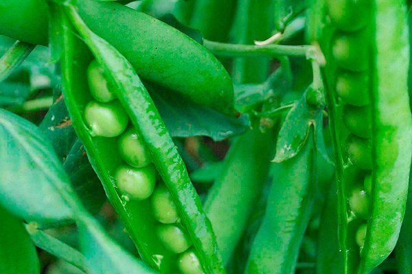 Горох Беркут: суперсорт для ярких урожая и кулинарных шедевров