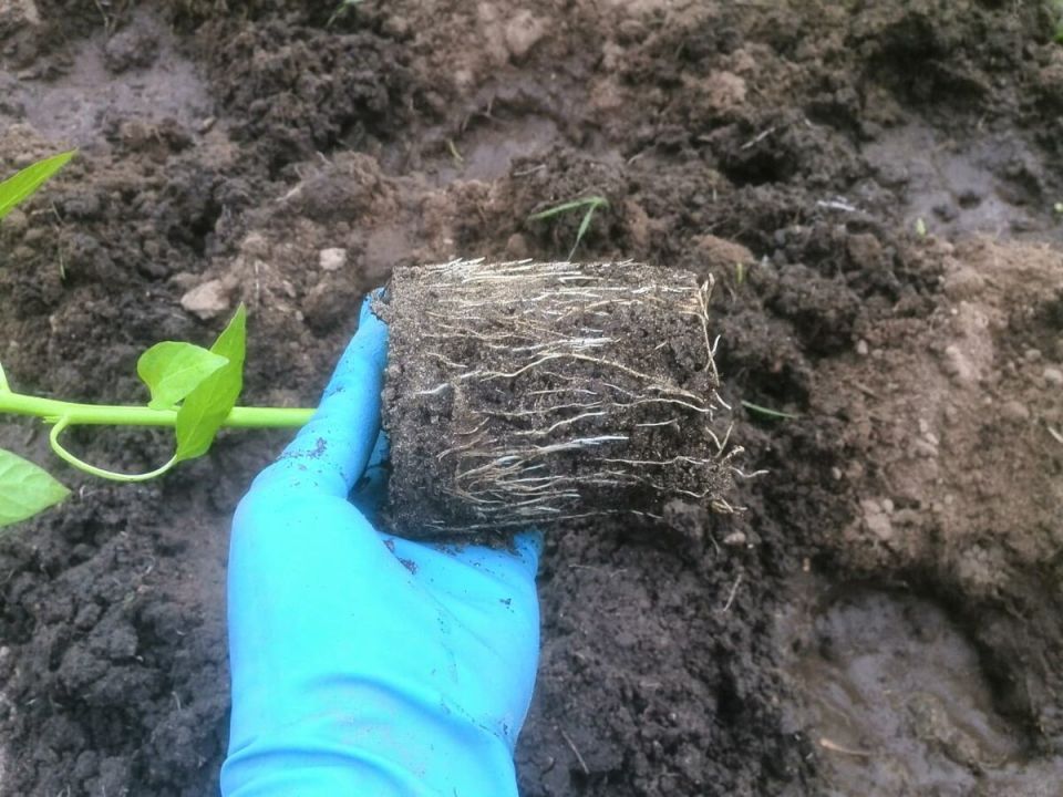 Классическая земляная смесь для рассады перца — секреты успеха