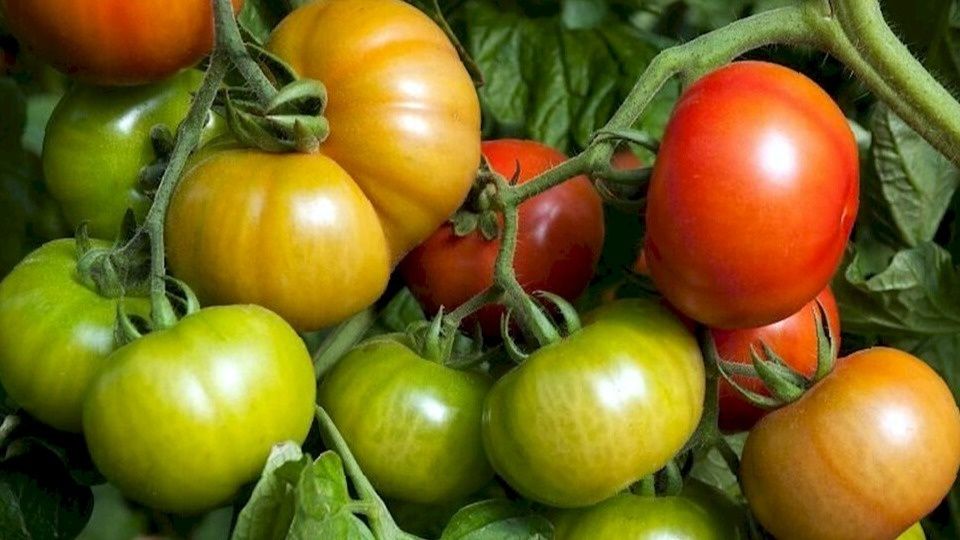 Томаты для успешных огородников: самые надёжные сорта на 2025 год