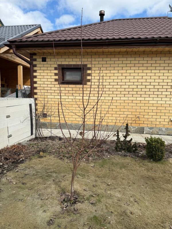 Формирование кроны вишни: секреты успешного ухода за Любской