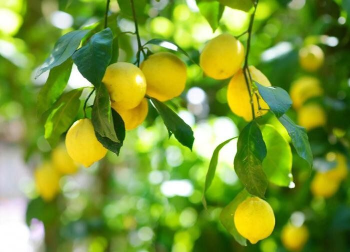 Как вырастить лимонное дерево из семени: простая пошаговая инструкция