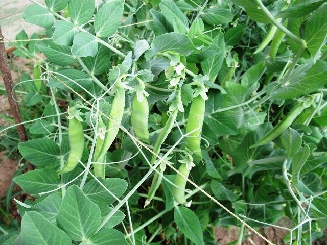 Как добиться сладкого гороха: секреты выращивания для каждого огородника