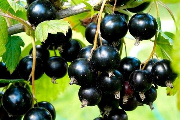 Как добиться богатого урожая смородины сорта Чёрный гигант?