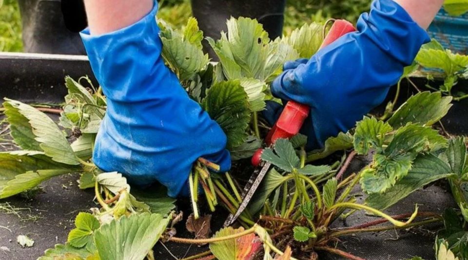 Как обрезка клубники может увеличить ваш урожай: секреты успешного садоводства