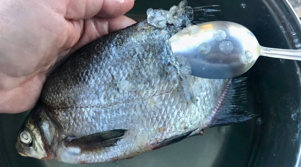 Секреты жарки речной рыбы: мастер-класс от опытной домохозяйки