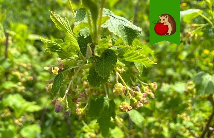 Как ухаживать за смородиной в цветущий период: советы по увеличению урожая