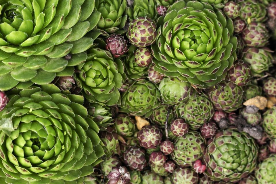 Молодило: идеальное решение для начинающих садоводов