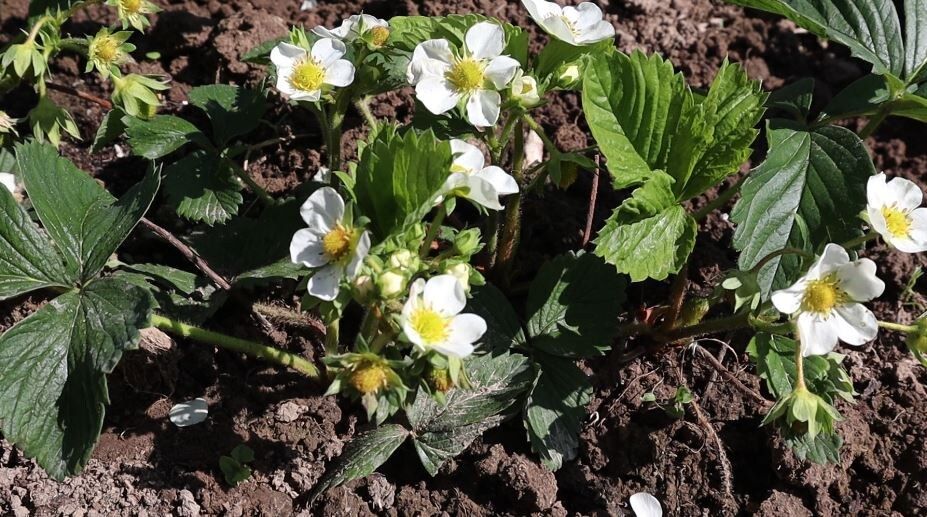 Как увеличить урожай клубники без химии: натуральный порошок-скраб для защиты от вредителей