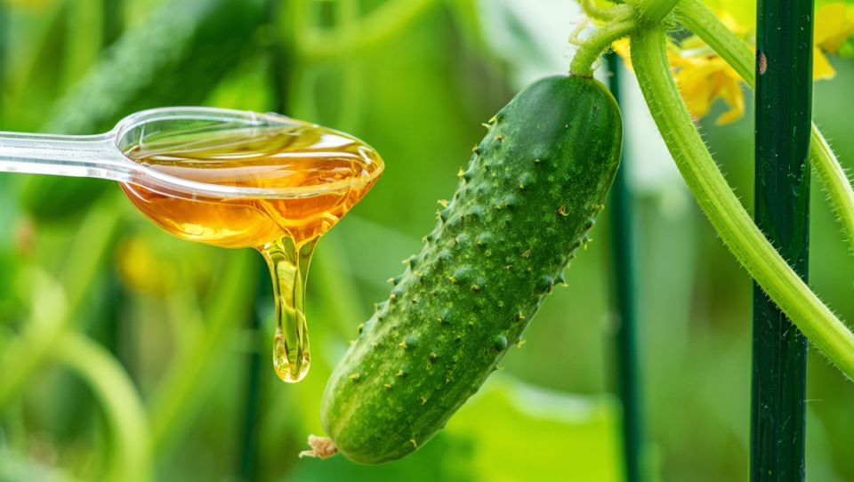 ��� ���������� ������ � ����, ����� �������� ������� ������