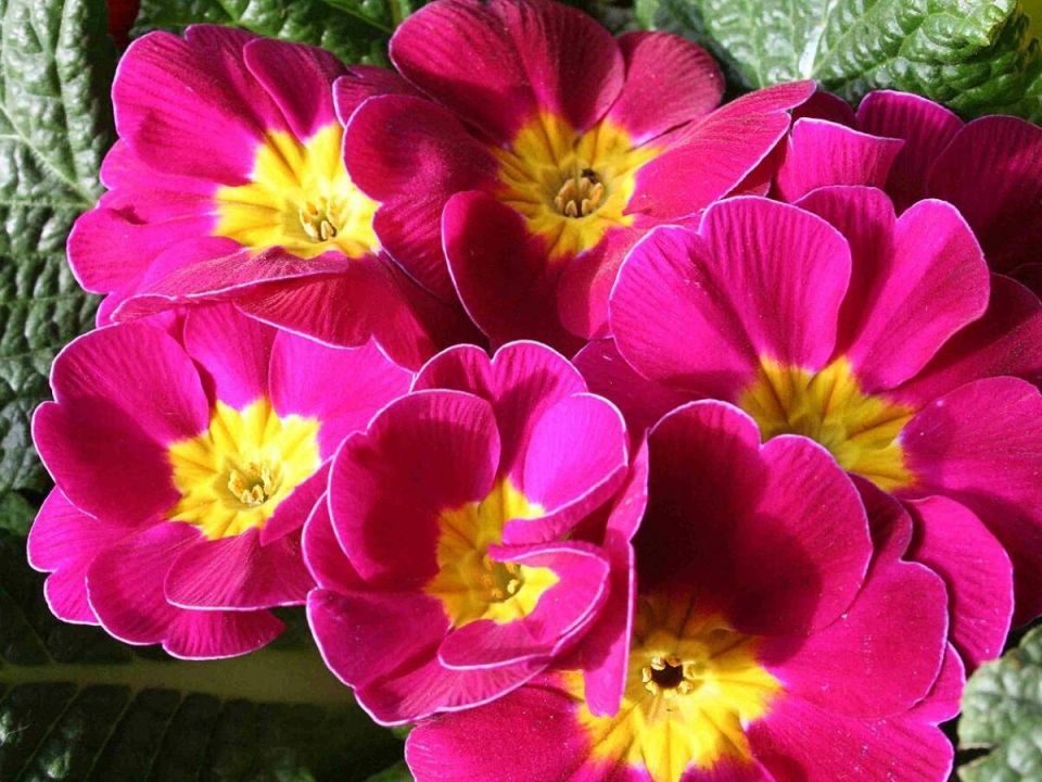 Как снег подготовил весенний старт для примул: секреты подзимнего посева